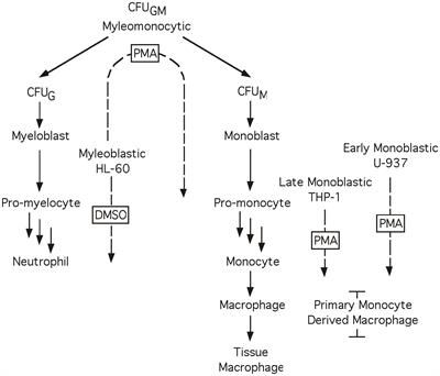 Altered recruitment of Sp isoforms to HIV-1 long terminal repeat between differentiated monoblastic cell lines and primary monocyte-derived macrophages